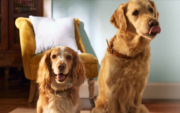 Bild von 75% OFF 1ST BOX & FREE DELIVERY – Code: WORLD75