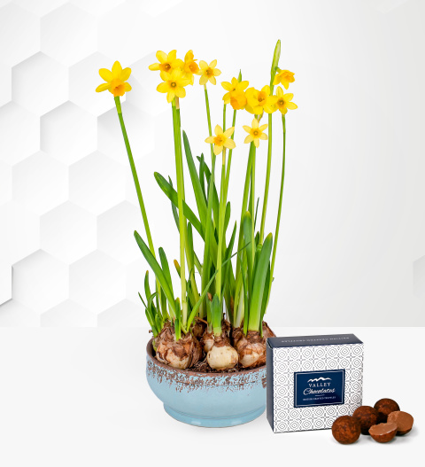 Bild von Tete a Tete Daffodil – Plant Delivery