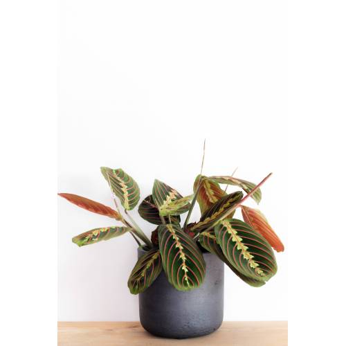 Bild von Papaya Plants MARANTA FASCINATOR