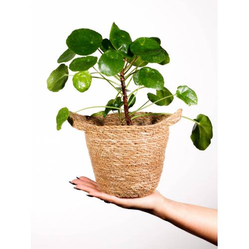 Bild von Papaya Plants PILEA PEPEROMIOIDES ‘SUGAR’