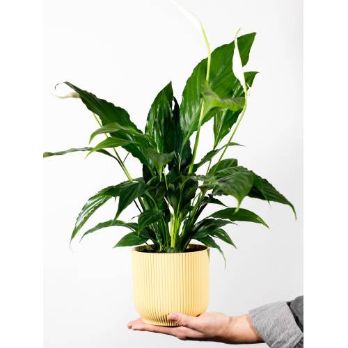 Bild von Papaya Plants Peace Lily