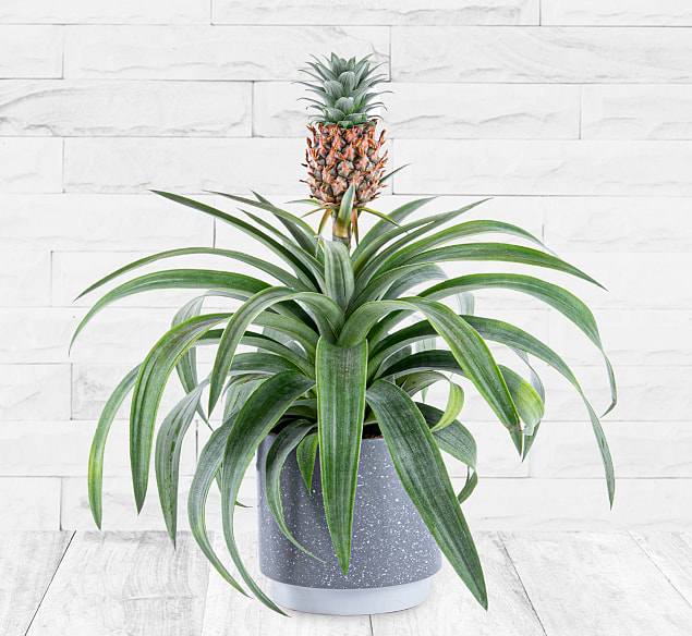 Bild von 123 Flowers Pineapple Plant – Indoor Plants – Indoor Plant Delivery – Plant Delivery – Houseplants – Plant Gifts